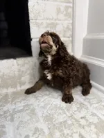 Cupid, a male Poodle - Standard  for sale in Niceville, FL – Photo 4 of 4