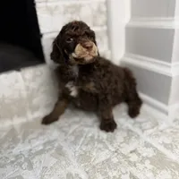 Cupid, a male Poodle - Standard  for sale in Niceville, FL – Photo 1 of 4