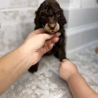 Cupid, a male Poodle - Standard  for sale in Niceville, FL – Photo 3 of 4