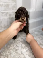 Cupid, a male Poodle - Standard  for sale in Niceville, FL – Photo 3 of 4