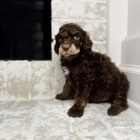 Cupid, a male Poodle - Standard  for sale in Niceville, FL – Photo 2 of 4