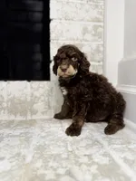 Cupid, a male Poodle - Standard  for sale in Niceville, FL – Photo 2 of 4