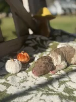 Haven , a female Poodle - Standard  for sale in Niceville, FL – 3 of 3
