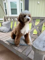 Panda , a female Miniature Bernedoodle for sale in Niceville, FL – 2 of 2