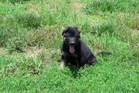 Purple Collar Female, a female German Shepherd Dog for sale in Omaha, NE – 1 of 3