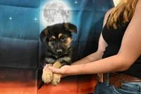 No Collar Female, a female German Shepherd Dog for sale in Omaha, NE – 2 of 3