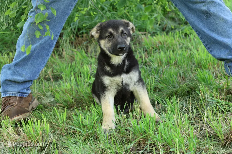 No Collar Male – German Shepherd Dog puppy for sale in Omaha, NE