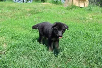 Purple Collar Female, a female German Shepherd Dog for sale in Omaha, NE – 2 of 3