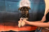 No Collar Male, a male German Shepherd Dog for sale in Omaha, NE – 2 of 3