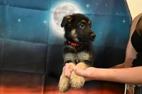 Red Collar Male, a male German Shepherd Dog for sale in Omaha, NE – 3 of 3
