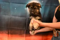 Lime Green Collar Male, a male German Shepherd Dog for sale in Omaha, NE – 3 of 3