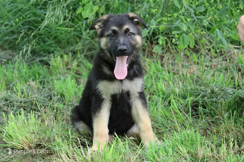 Lime Green Collar Male – German Shepherd Dog puppy for sale in Omaha, NE