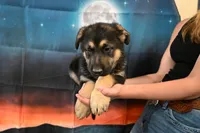 Blue Collar Male, a male German Shepherd Dog for sale in Omaha, NE – 2 of 3