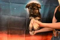 Lime Green Collar Male, a male German Shepherd Dog for sale in Omaha, NE – 2 of 3