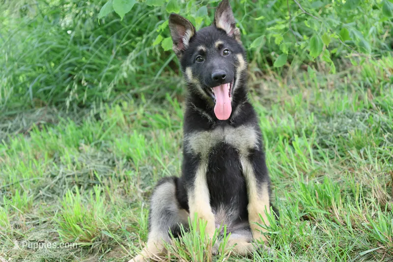 Red Collar Male – German Shepherd Dog puppy for sale in Omaha, NE