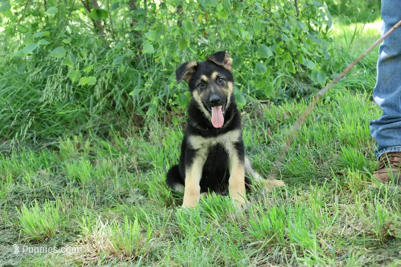 Blue Collar Male – German Shepherd Dog puppy for sale in Omaha, NE