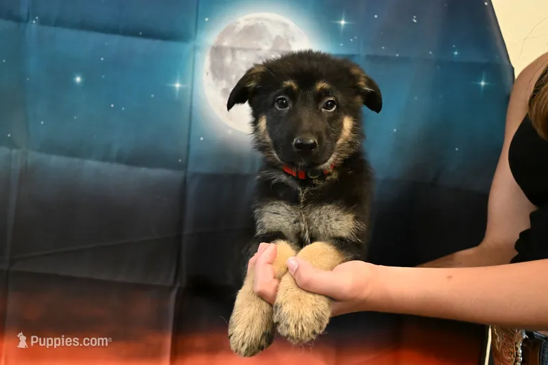 Red Collar Male – German Shepherd Dog puppy for sale in Omaha, NE