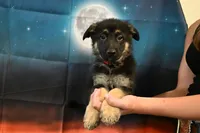 Red Collar Male, a male German Shepherd Dog for sale in Omaha, NE – 1 of 3
