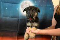 Red Collar Male, a male German Shepherd Dog for sale in Omaha, NE – 2 of 3