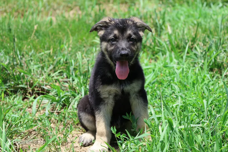 No Collar Male – German Shepherd Dog puppy for sale in Omaha, NE