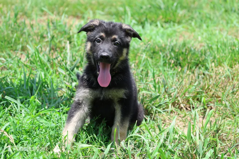 Red Collar Male – German Shepherd Dog puppy for sale in Omaha, NE