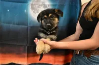 No Collar Female, a female German Shepherd Dog for sale in Omaha, NE – 1 of 3