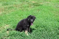 Purple Collar Female, a female German Shepherd Dog for sale in Omaha, NE – 3 of 3