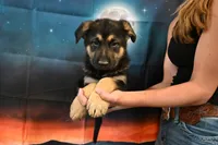 Blue Collar Male, a male German Shepherd Dog for sale in Omaha, NE – 3 of 3