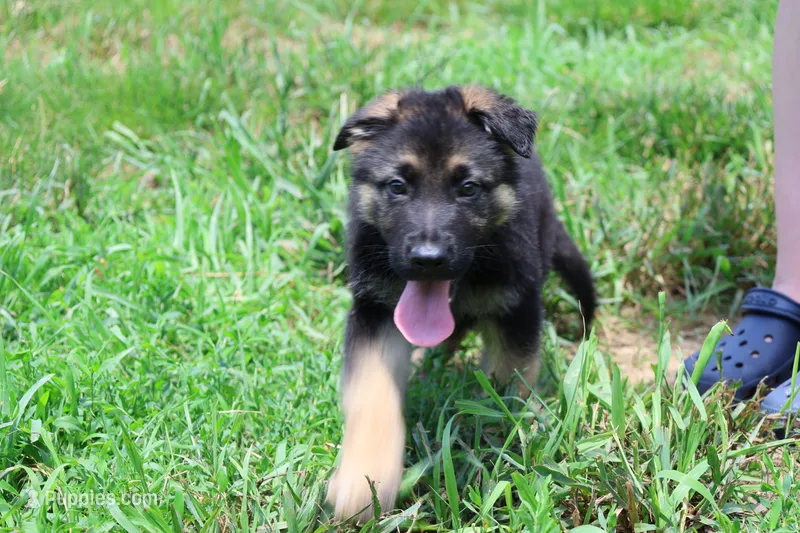 Lime Green Collar Male – German Shepherd Dog puppy for sale in Omaha, NE