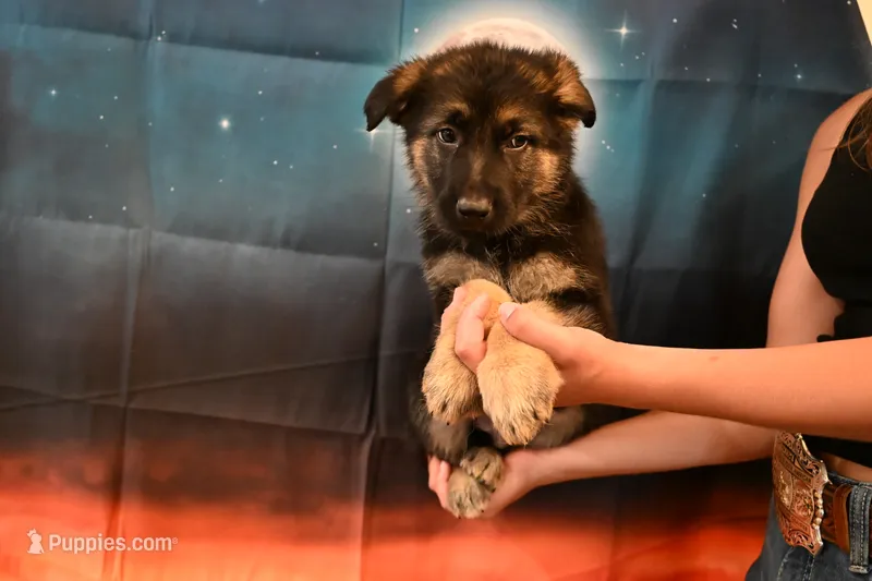Lime Green Collar Male – German Shepherd Dog puppy for sale in Omaha, NE