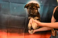 Lime Green Collar Male, a male German Shepherd Dog for sale in Omaha, NE – 1 of 3
