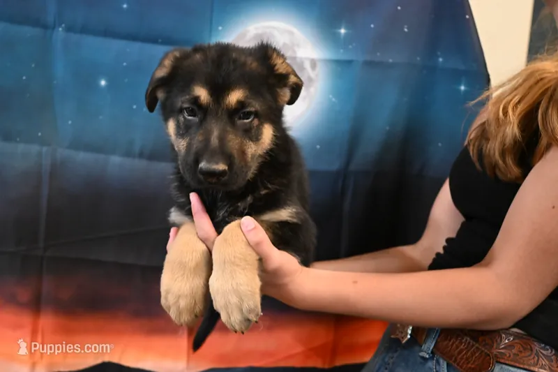 Blue Collar Male – German Shepherd Dog puppy for sale in Omaha, NE
