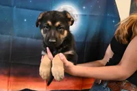 Blue Collar Male, a male German Shepherd Dog for sale in Omaha, NE – 1 of 3