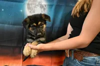 No Collar Female, a female German Shepherd Dog for sale in Omaha, NE – 3 of 3