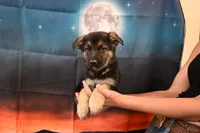 No Collar Male, a male German Shepherd Dog for sale in Omaha, NE – 3 of 3