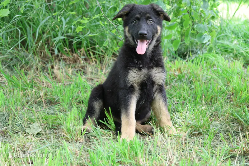 Purple Collar Female – German Shepherd Dog puppy for sale in Omaha, NE