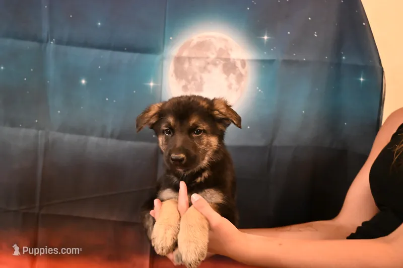 No Collar Male – German Shepherd Dog puppy for sale in Omaha, NE