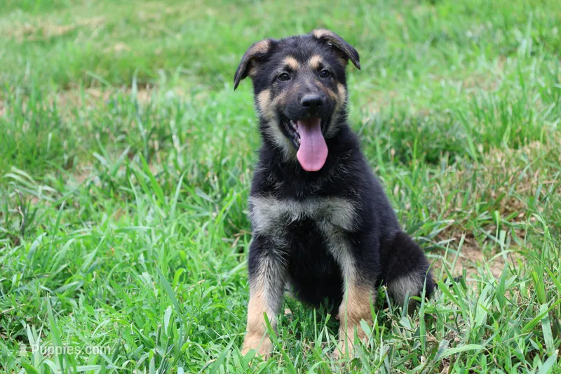 Blue Collar Male – German Shepherd Dog puppy for sale in Omaha, NE