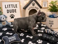 SugaFrenchies, a female French Bulldog for sale in Midlothian, TX – 8 of 10