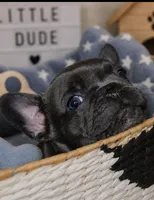 SugaFrenchies, a female French Bulldog for sale in Midlothian, TX – 2 of 10