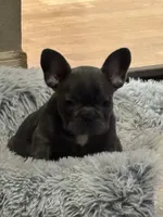 SugaFrenchies, a female French Bulldog for sale in Midlothian, TX – 6 of 10