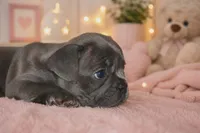 SugaFrenchies, a female French Bulldog for sale in Midlothian, TX – 4 of 10