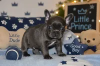 SugaFrenchies, a female French Bulldog for sale in Midlothian, TX – 7 of 10