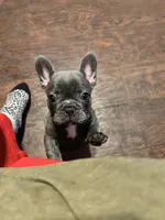 SugaFrenchies, a female French Bulldog for sale in Midlothian, TX – 10 of 10