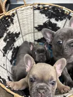SugaFrenchies, a female French Bulldog for sale in Midlothian, TX – 9 of 10