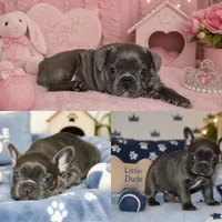 SugaFrenchies, a female French Bulldog for sale in Midlothian, TX – 5 of 10