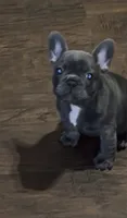 SugaFrenchies, a female French Bulldog for sale in Midlothian, TX – 1 of 10