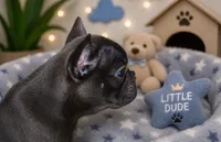 SugaFrenchies, a female French Bulldog for sale in Midlothian, TX – 3 of 10
