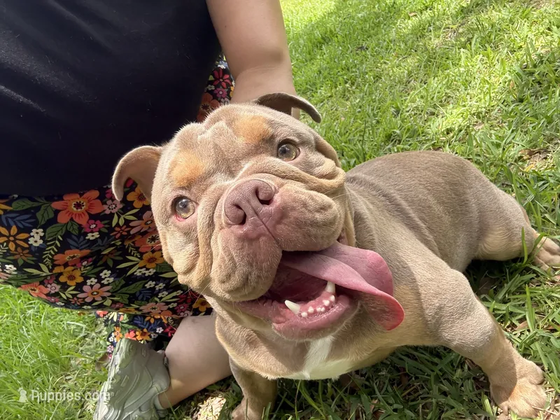 Duke – English Bulldog puppy for sale in Orlando, FL