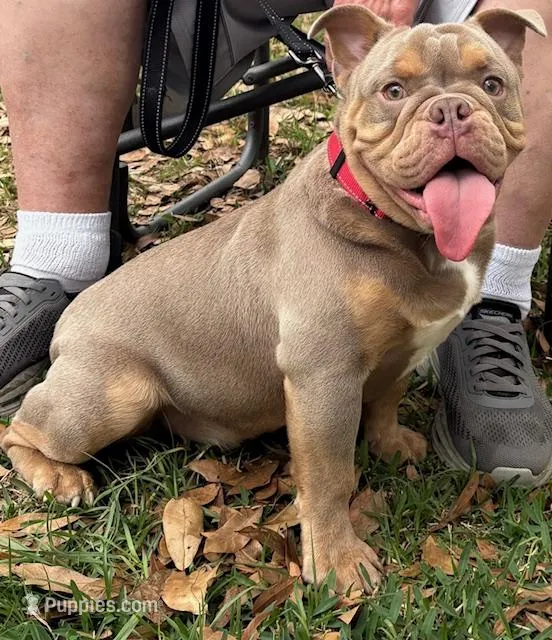 Duke – English Bulldog puppy for sale in Orlando, FL